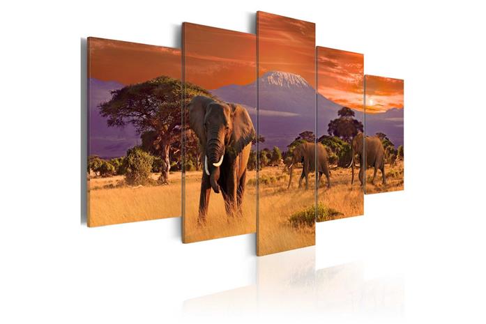 Kuva - Africa: Elephants