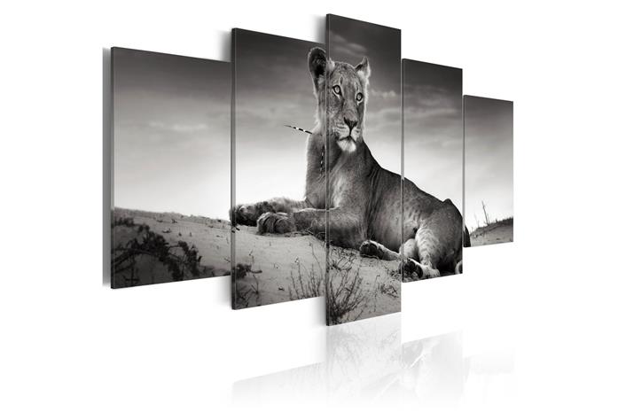Kuva - Lioness in a desert