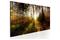 Kuva - Beautiful Forest – kuva 4
