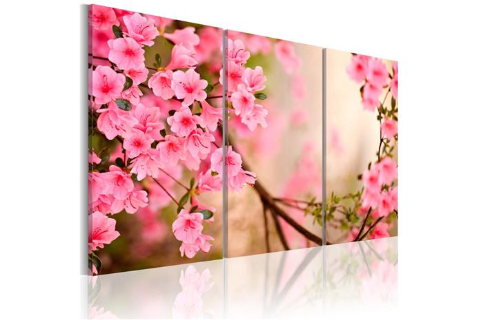 Kuva - Cherry flower – kuva 3/4