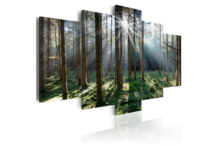 Kuva - Fairytale Forest
