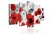 Kuva - Scarlet flowers – kuva 3