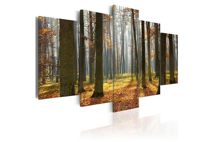 Kuva - A nice forest landscape