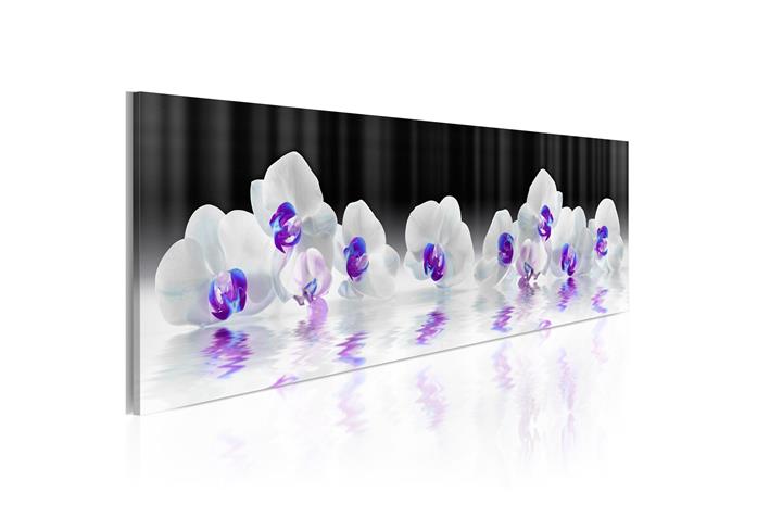 Kuva - Water Orchids