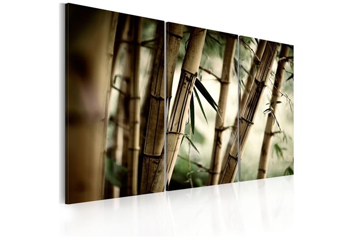 Kuva - In a tropical forest