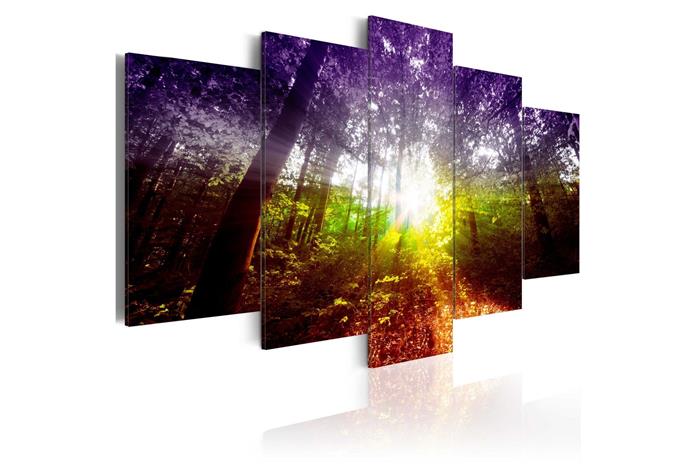 Kuva - Rainbow Forest