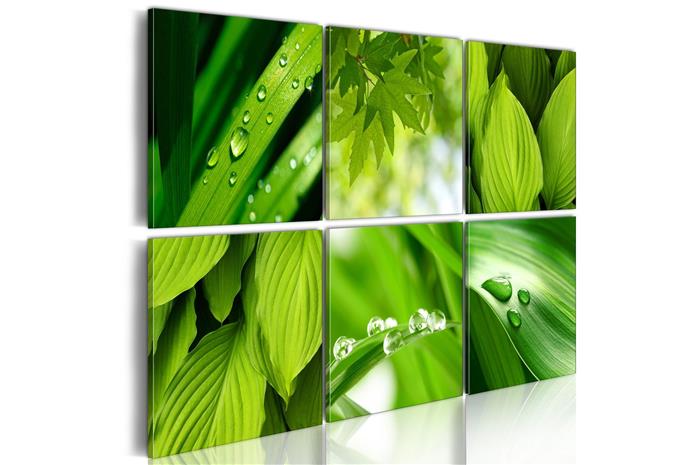 Kuva - Fresh green leaves