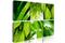 Kuva - Fresh green leaves – kuva 4