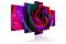 Kuva - Multicoloured rose – kuva 4