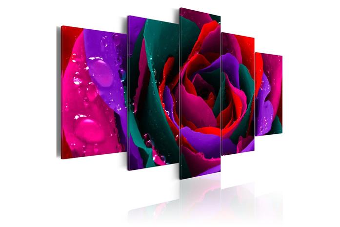 Kuva - Multicoloured rose – kuva 4/4