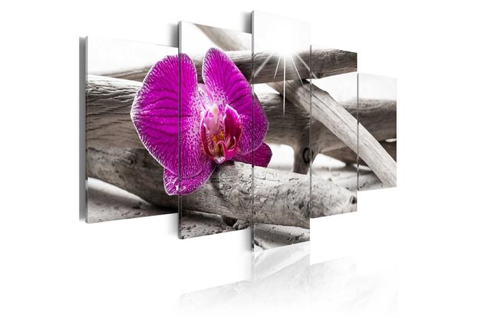 Kuva - Orchid on beach