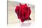 Kuva - Lyrical rose – kuva 2