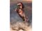 Clementoni Wild Red Stallion (500) – kuva 2