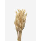 COOEE DESIGN Dried Flowers Lagurus Ash - WHITE - One Size